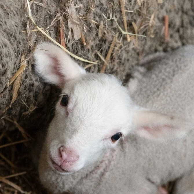 Sheep in the animal industry, image 5