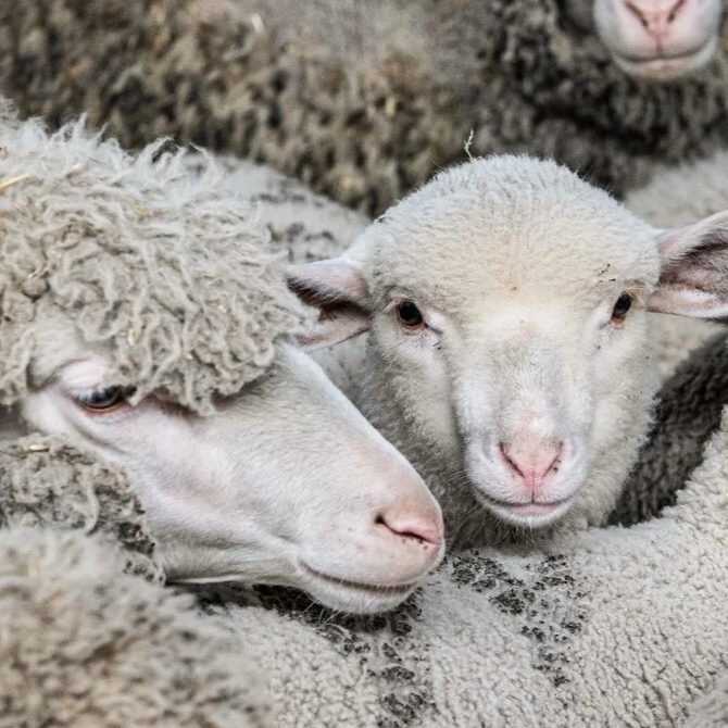 Sheep in the animal industry, image 6